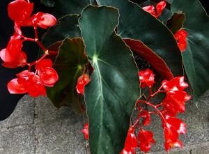 B. Stoplight (flower)