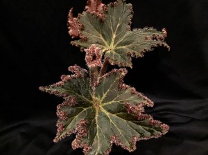 B Frank Clark (foliage)