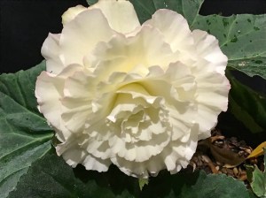 B Madeline (flowers)