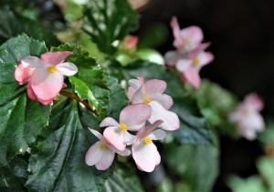 B 'Richmondensis' (flowers)