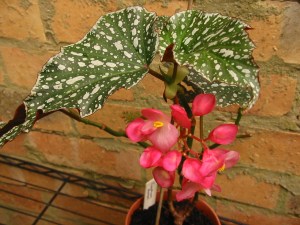 B Southern Aurora (cane) (flowers)
