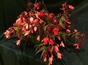 B Summerwings (flowers)