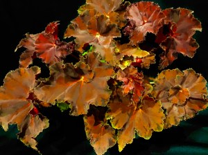 B Sunset Blaze (foliage)