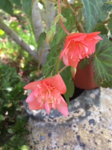 B Unknown tuberous (flowers)