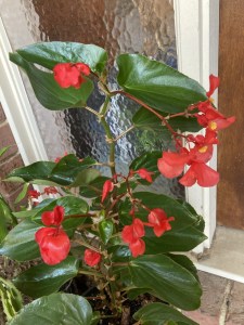 B. 'Dragon Wings Red' (flowers)