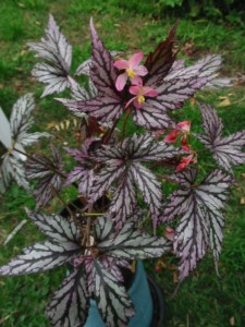 B Beni Toshiba (jointed rh) Foliage