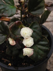 B Black and White (semp) - Flowers