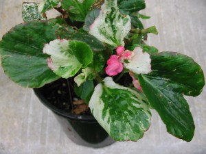 B Calla Lily (semp) - Foliage