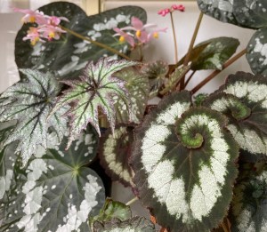 B ‘Escargot’, ‘Connee Boswell and unidentified Rex hybrid. - Foliage