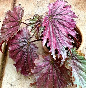 B Rex Unknown - Foliage