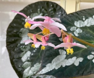 B Rex Unknown hybrid - Flowers