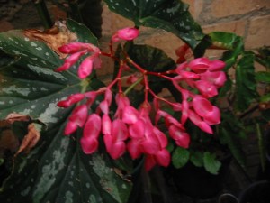 B Silver Mirror (cane) Flowers