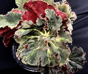 B. Convention 2020 - Foliage