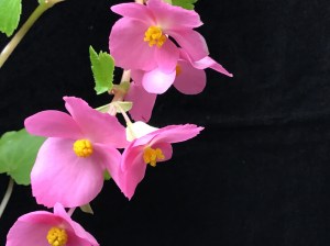 B. gracilis (Hollyhock)- Flowers