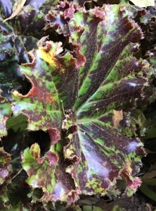 B. Ron Littlemore (Foliage)