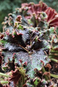 B. 'Ruth Littlemore' (Foliage)