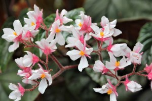 B. scharfii (Flower)