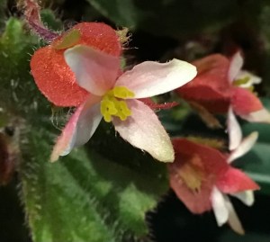 B. schmidtiana (Flower)