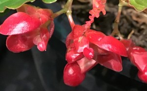 B. Trilby Gem (Flower)