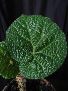 B Ghertii (rh) (Foliage)