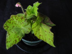 B Golden Lion (rh) (Foliage)