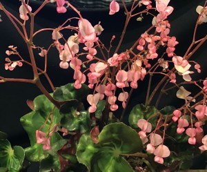 B Cathedral (flower)