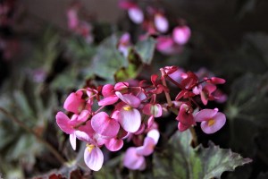 B 'Cleopatra' (flower)