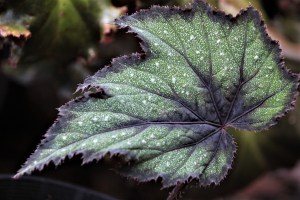 B 'Dark Whisper' (foliage)