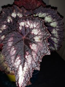 B Helen Lewis (foliage)