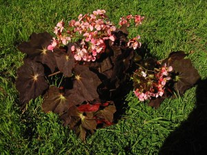 B Midnight Red (rh) (flower)