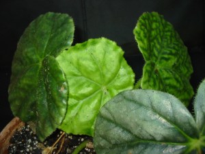 B Page 13 (rh) (foliage)