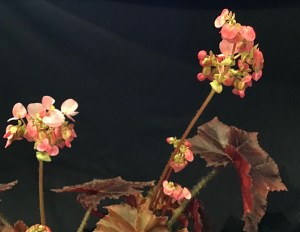 B Red Chenille (flower)