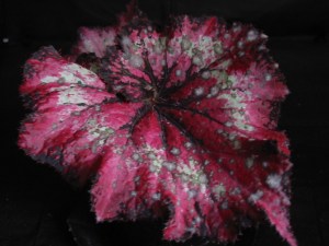 B Rex unknown (foliage)