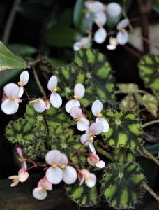 B 'Tiger Paws' (flower)