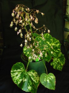 B. manacata aureo maculata (rh) (foliage)