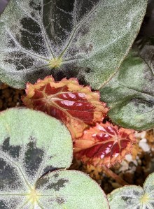 B burkillii (silver edge form)